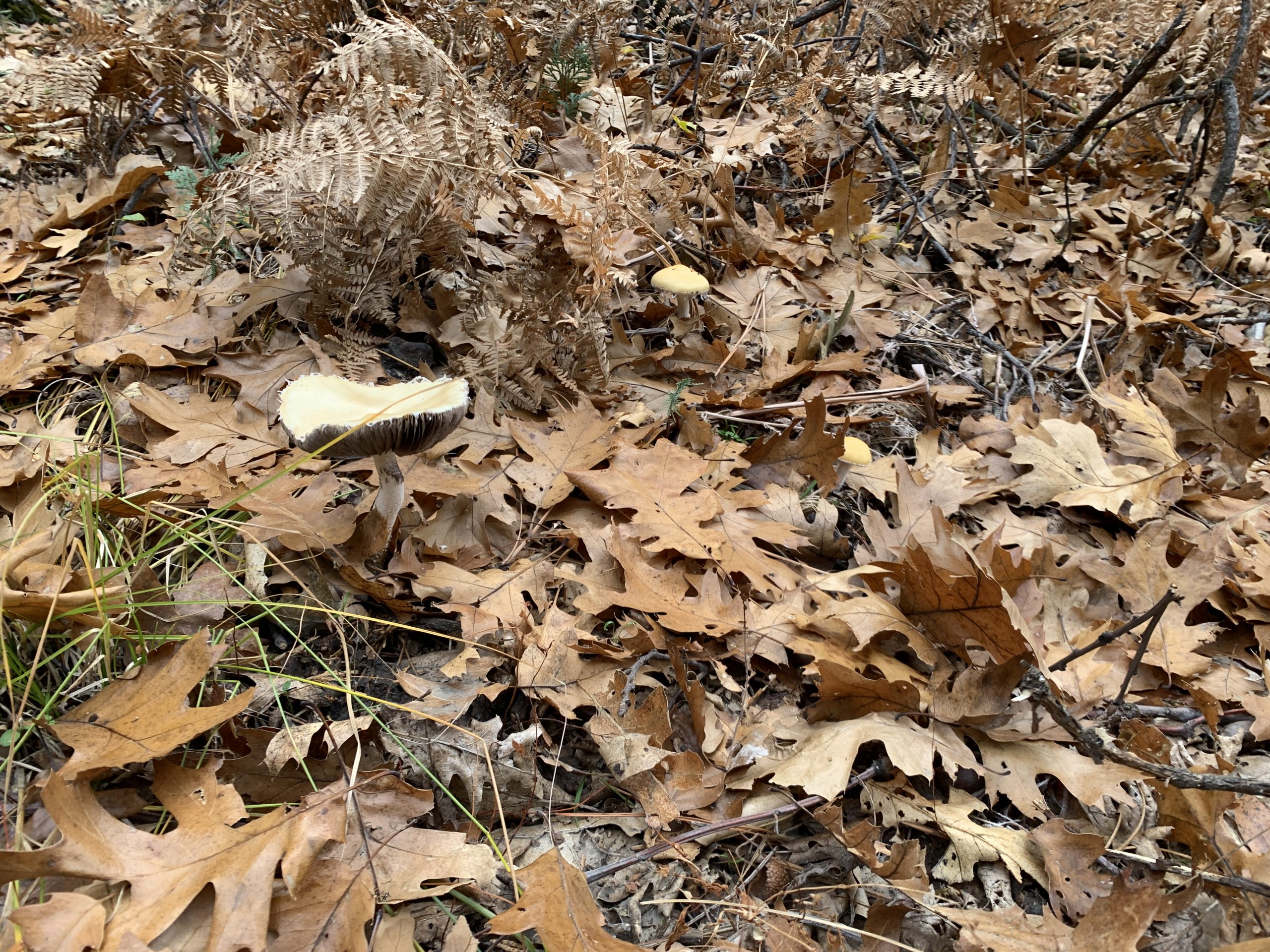 Oak leaves and mushrooms