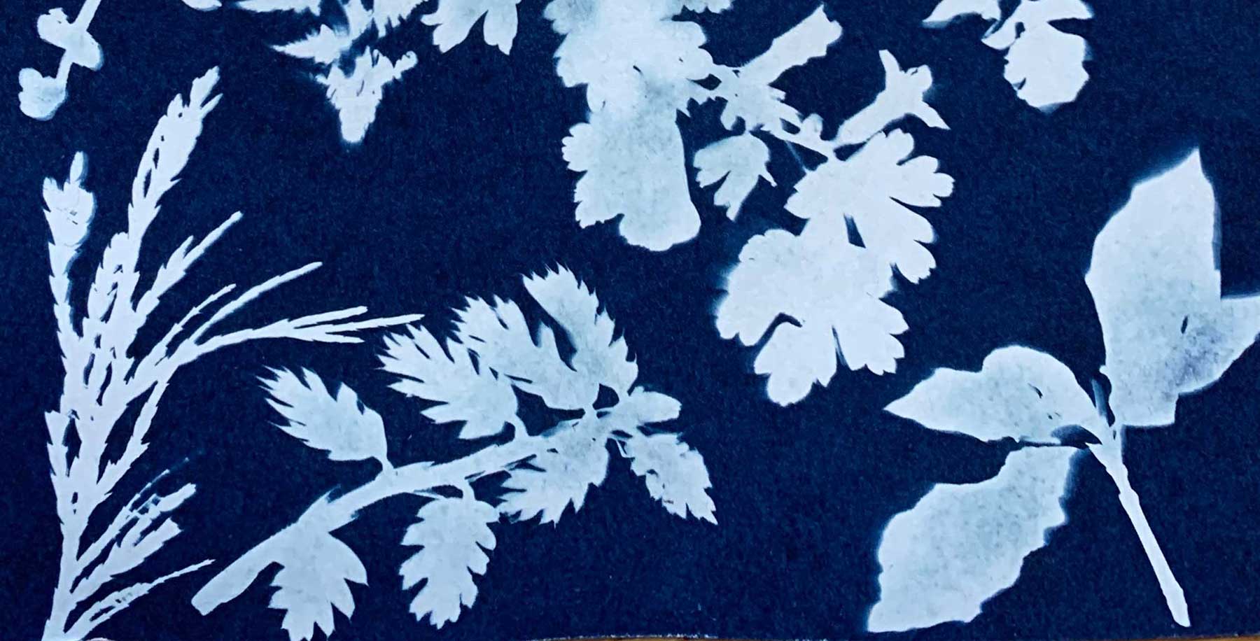 Cyanotype example