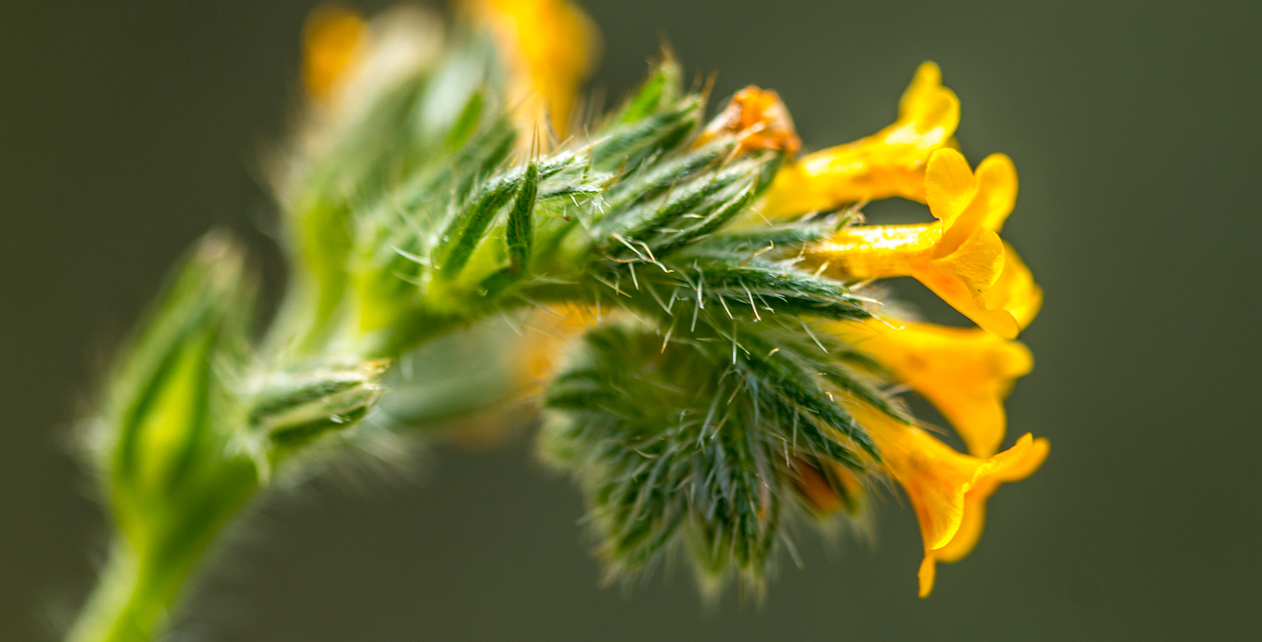 Yellow fiddleneck flower (Amsinckia intermedia)