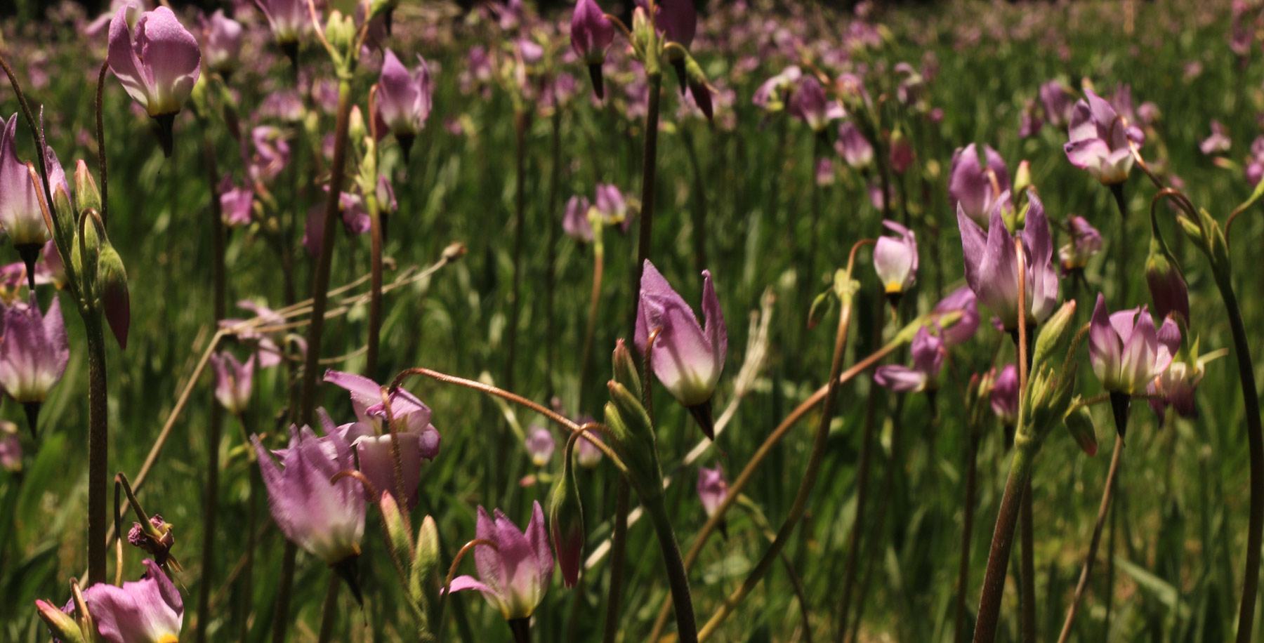 Meadow filled with shooting star flowers