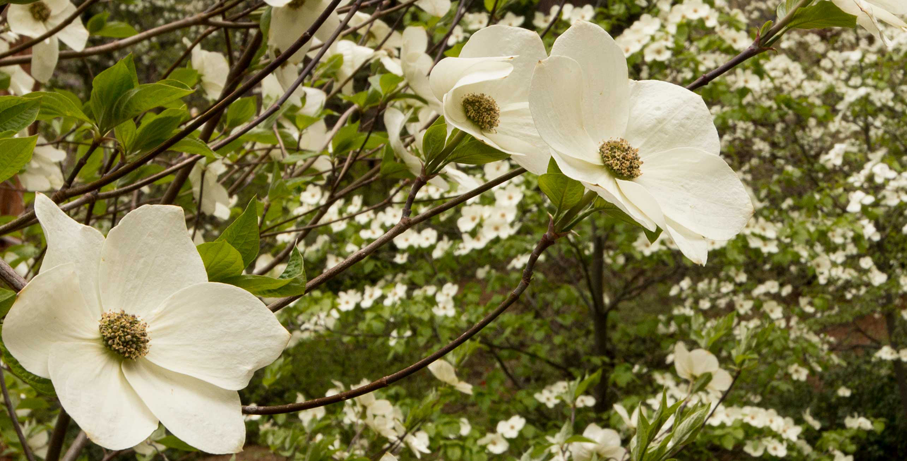 Dogwood flowering