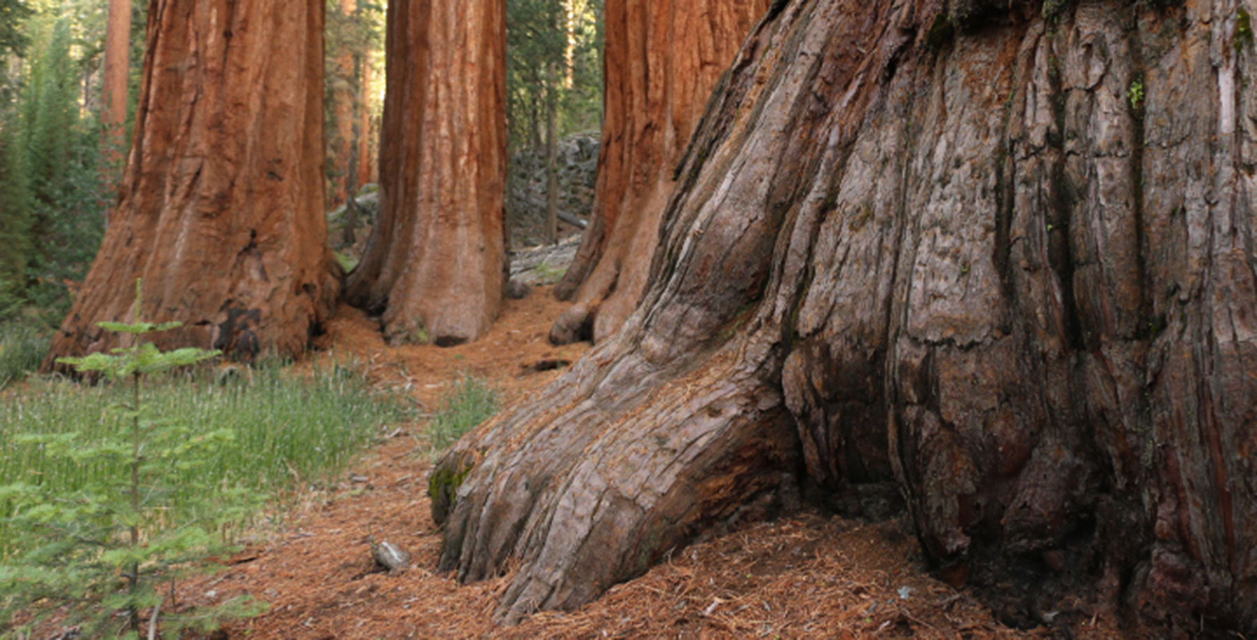 Sequoia trees in the Mariposa Grove