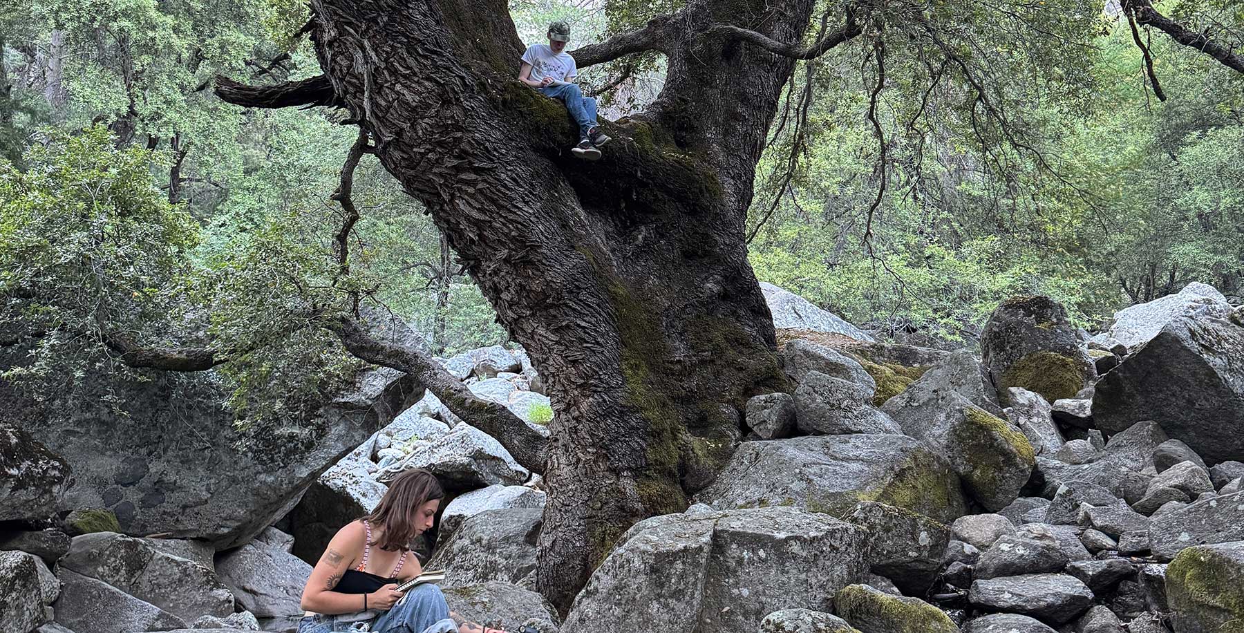 Enormous Canyon Live Oak tree at Cascade Creek