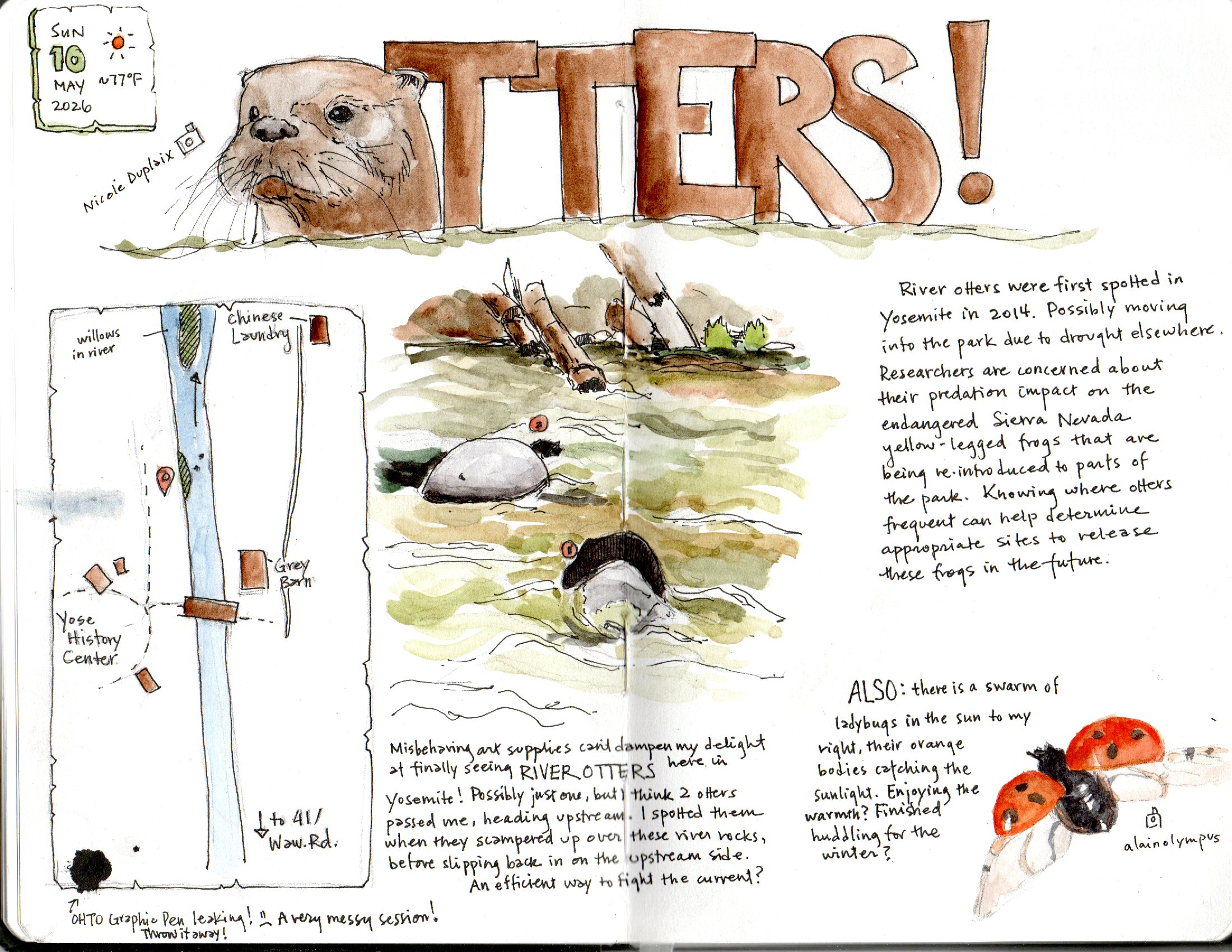 Page celebrating a sighting of river otters in Wawona